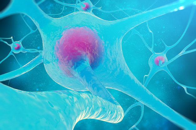 Des chercheurs américains, britanniques et chinois ont trouvé le moyen de préserver des souris de la prise de poids normalement induite par un excès calorique conséquent.