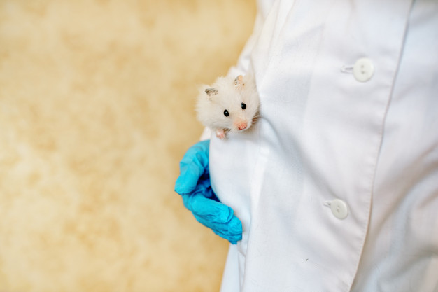 L’équipe Inserm de Laurent Lagrost de la Université de Bourgogne-Franche-Comté à Dijon montre que, chez la souris, c’est la composition du tissu adipeux, et non sa quantité, qui est associée à l’espérance de vie.