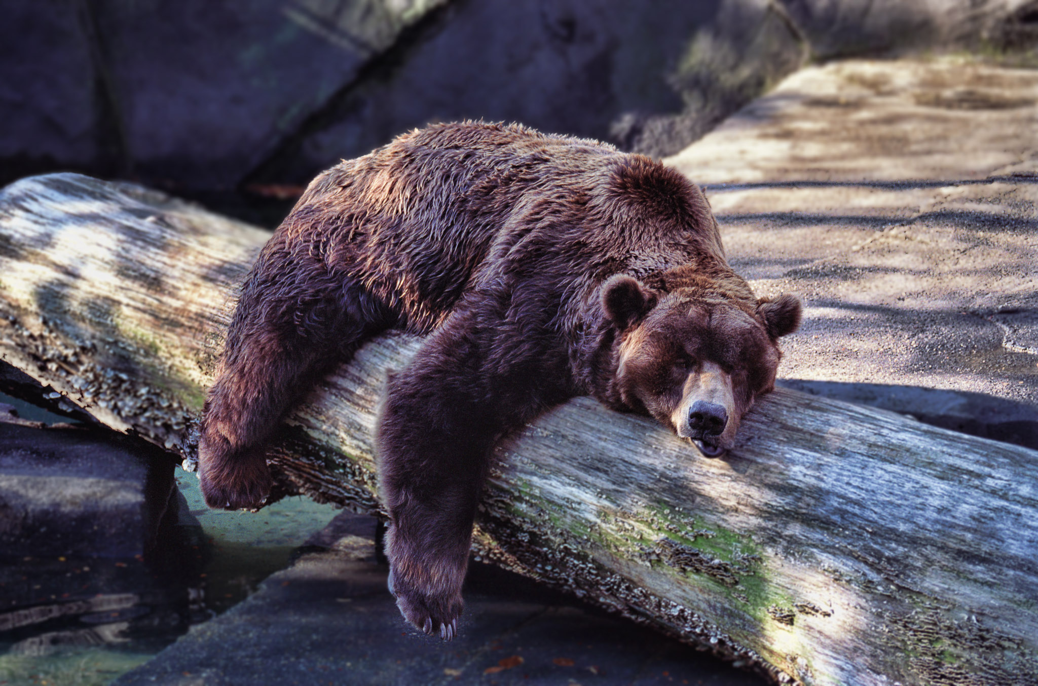 Des chercheurs américains, qui travaillent sur les gènes de l’hibernation, estiment que certains animaux détiennent le secret pour lutter contre l’obésité. Les ours et des écureuils possèderaient 360 éléments génétiques potentiels qui pourraient jouer un rôle dans la régulation de l’hibernation et de l’obésité.