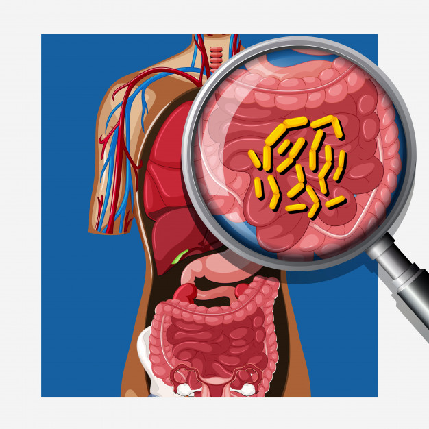 La flore intestinale continue d’intéresser les scientifiques. Des chercheurs viennent de montrer que la flore intestinale de jeunes souffrant d'obésité était différente de celle d’enfants et adolescents minces.