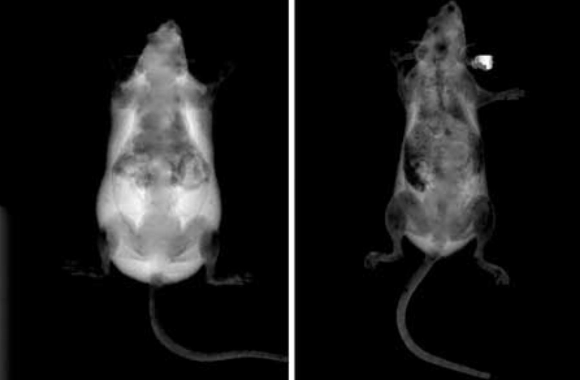 Des chercheurs de l’Université de médecine de Washington ont réussi à empêcher les souris de devenir obèses, même lorsqu’elles ont suivi un régime riche en graisses. La méthode des scientifiques : désactiver le gène ASXL2 dans des cellules inflammatoires.