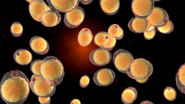 Obésité et infection : comment le comportement des cellules adipeuses affecte le système immunitaire