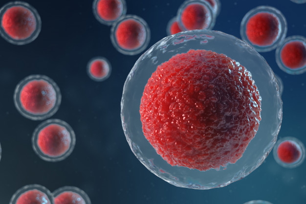 Une étude réalisée par des chercheurs de la Université du Pays Basque a analysé 922 ovocytes de 205 femmes bénéficiant d’une procréation assistée. La composition lipidique plus pauvre des ovules pourrait avoir une incidence sur l’obésité infantile.