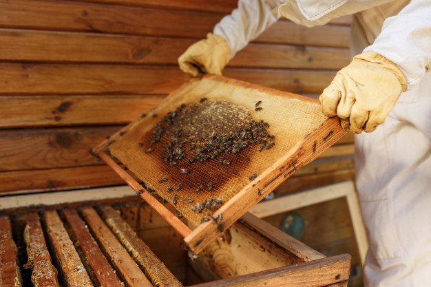 Selon une équipe de chercheurs de Marseille, la consommation de propolis brune produite par les abeilles limiterait l’obésité et les désordres métaboliques associés. Ces résultats ont été publiés dans la revue scientifique Nutrition moléculaire et recherche alimentaire.
