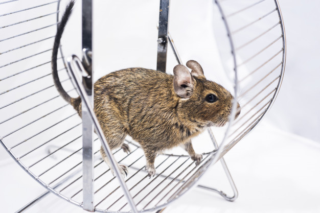 Des chercheurs américains dévoilent qu’en désactivant le gène Prkar2a situé dans une région précise du cerveau des souris, leur plaisir de manger est réduit et leur envie de faire de l’exercice physique augmente. Une piste pour traiter l’obésité ?