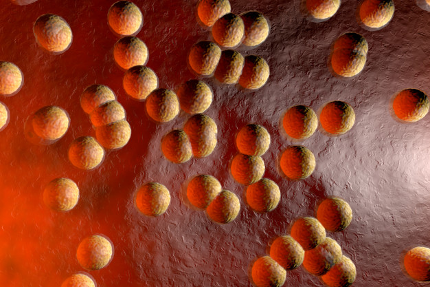 Il existe de plus en plus de preuves que les adipocytes jouent un rôle clé dans l’aggravation de la Covid-19. Ces cellules agiraient comme un réservoir pour le coronavirus. Des chercheurs brésiliens et britanniques ont exploré cette piste en analysant des échantillons de tissu adipeux obtenus à partir d’autopsies de personnes décédées.