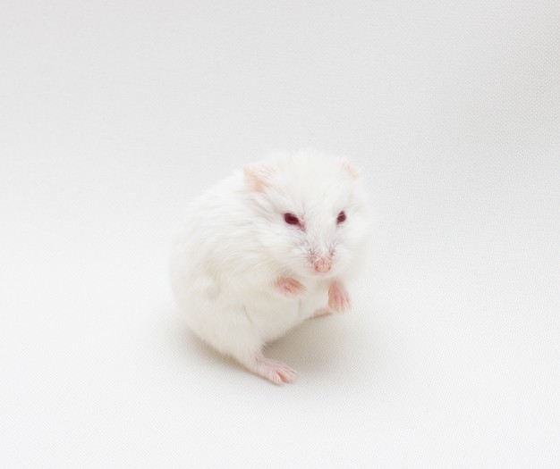 Comment prévenir les troubles métaboliques liés au vieillissement et à l'obésité, tel que le diabète de type 2 ? De récents travaux français ont permis d'identifier une nouvelle piste prometteuse : les astrocytes, c’est-à-dire la signalisation Sonic Hedgehog présente dans certaines cellules du cerveau. Cette étude menée chez la souris vient d’être publiée dans la revue Molecular Metabolism.