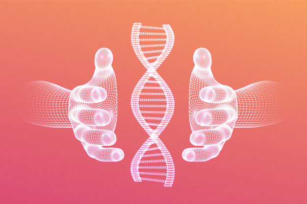 Via une « chaperone pharmacologique », les chercheurs ont restauré la fonction du récepteur de la mélanocortine de type 4 et réduit de manière importante la prise alimentaire des souris. Si les essais précliniques in vivo sont très encourageants, une application pharmaceutique pour l’homme est encore lointaine.