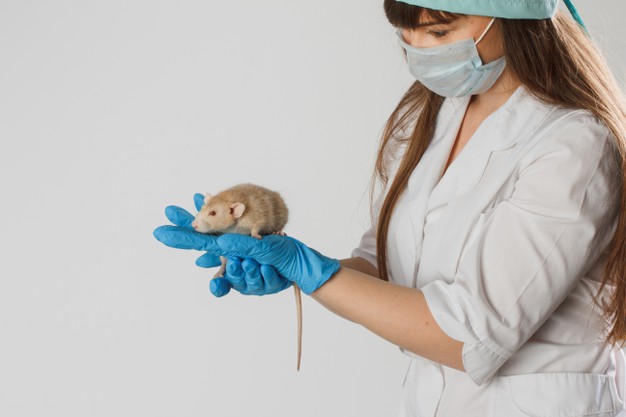 En réalisant des tests de thérapie génique chez la souris, des scientifiques de Houston, aux Etats-Unis, ont identifié un circuit neuronal associé à la fois à l'obésité et à la dépression. Cette découverte pourrait peut-être aboutir à une nouvelle forme de thérapie pour contrôler l’appétit et les états mentaux.